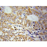 Anti-Cytokeratin 19 Antibody from Bioworld Technology (BS6018) - Antibodies.com