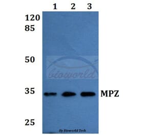 Anti-MPZ Antibody from Bioworld Technology (BS60180) - Antibodies.com