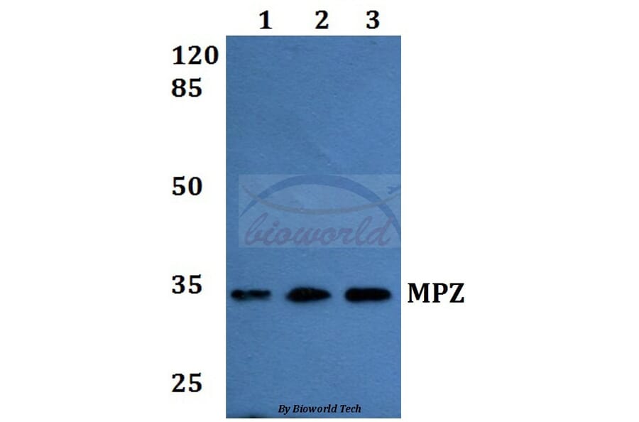 Anti-MPZ Antibody from Bioworld Technology (BS60180) - Antibodies.com