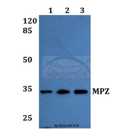 Anti-MPZ Antibody from Bioworld Technology (BS60180) - Antibodies.com
