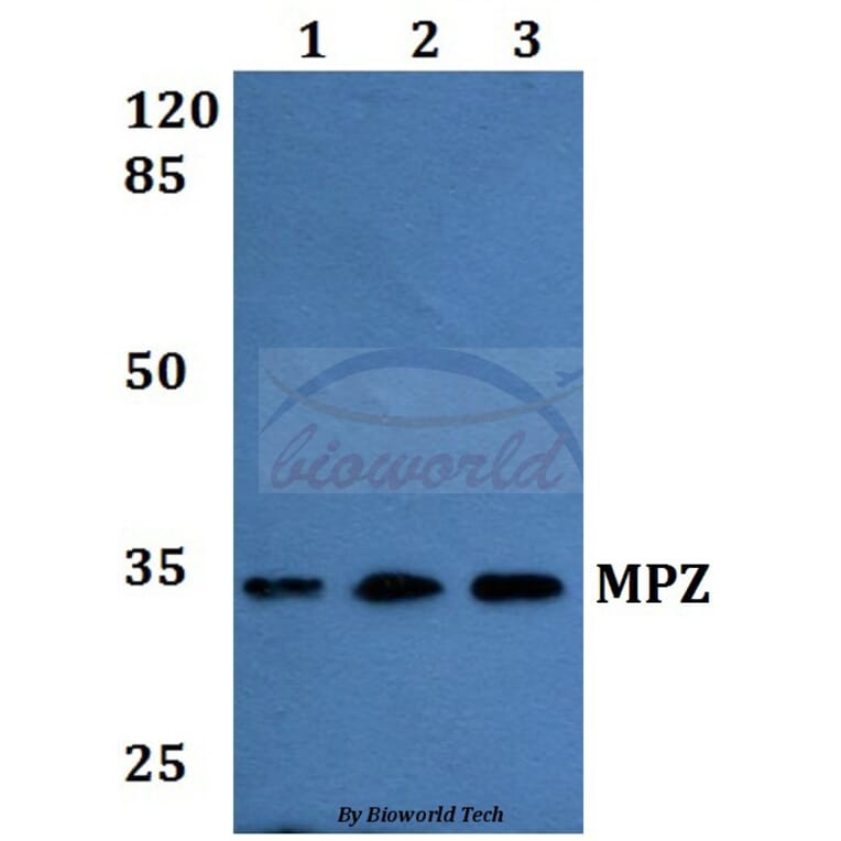 Anti-MPZ Antibody from Bioworld Technology (BS60180) - Antibodies.com