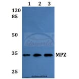 Anti-MPZ Antibody from Bioworld Technology (BS60180) - Antibodies.com