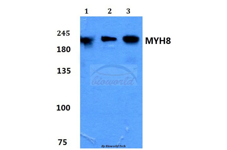 Anti-Myosin-8 Antibody from Bioworld Technology (BS60181) - Antibodies.com