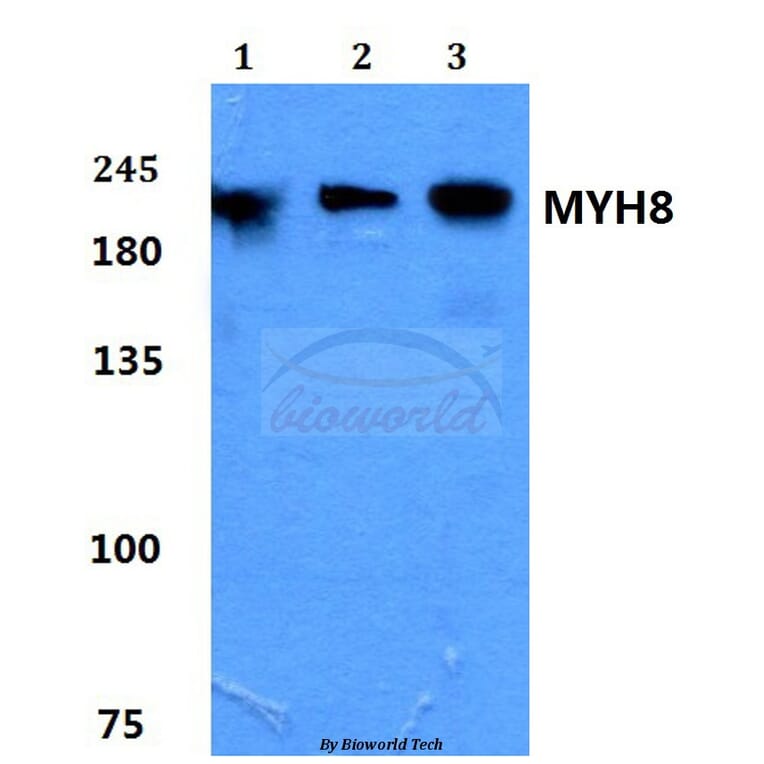 Anti-Myosin-8 Antibody from Bioworld Technology (BS60181) - Antibodies.com