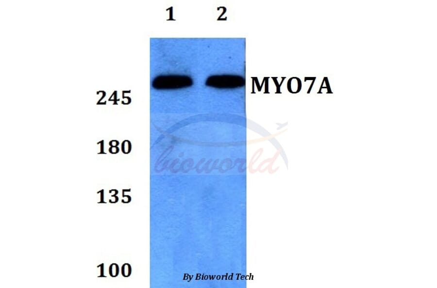 Anti-Myosin VIIa Antibody from Bioworld Technology (BS60184) - Antibodies.com