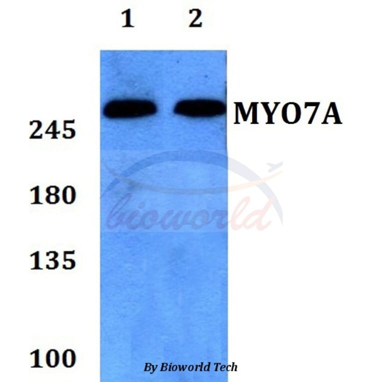 Anti-Myosin VIIa Antibody from Bioworld Technology (BS60184) - Antibodies.com