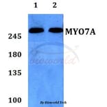 Anti-Myosin VIIa Antibody from Bioworld Technology (BS60184) - Antibodies.com