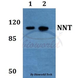 Anti-NNT Antibody from Bioworld Technology (BS60186) - Antibodies.com