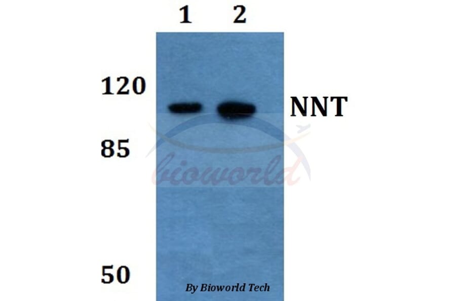 Anti-NNT Antibody from Bioworld Technology (BS60186) - Antibodies.com