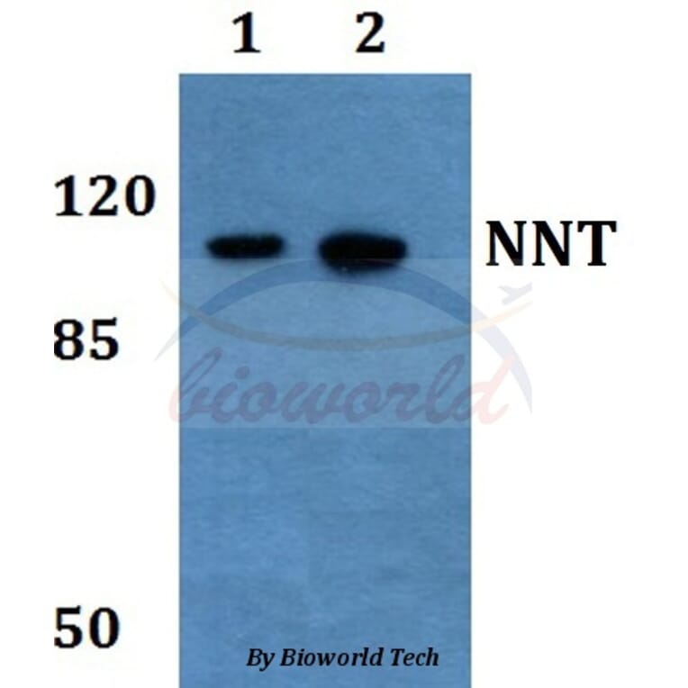 Anti-NNT Antibody from Bioworld Technology (BS60186) - Antibodies.com