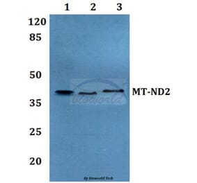 Anti-MT-ND2 Antibody from Bioworld Technology (BS60187) - Antibodies.com