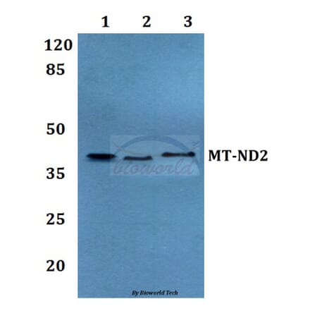 Anti-MT-ND2 Antibody from Bioworld Technology (BS60187) - Antibodies.com