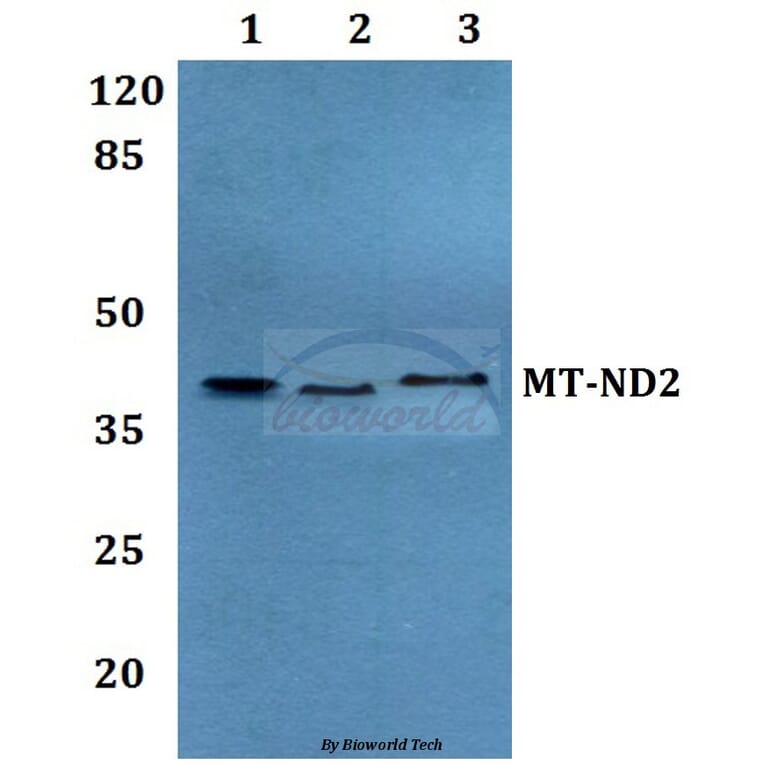 Anti-MT-ND2 Antibody from Bioworld Technology (BS60187) - Antibodies.com