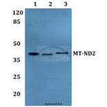 Anti-MT-ND2 Antibody from Bioworld Technology (BS60187) - Antibodies.com
