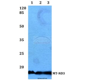 Anti-MT-ND3 Antibody from Bioworld Technology (BS60188) - Antibodies.com