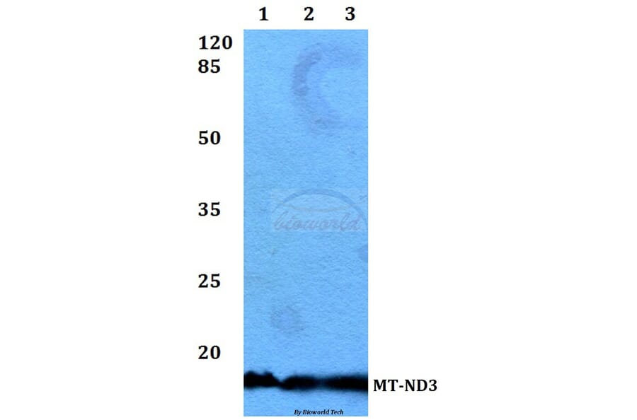 Anti-MT-ND3 Antibody from Bioworld Technology (BS60188) - Antibodies.com