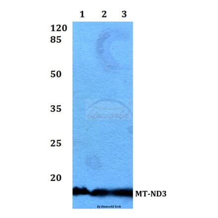 Anti-MT-ND3 Antibody from Bioworld Technology (BS60188) - Antibodies.com