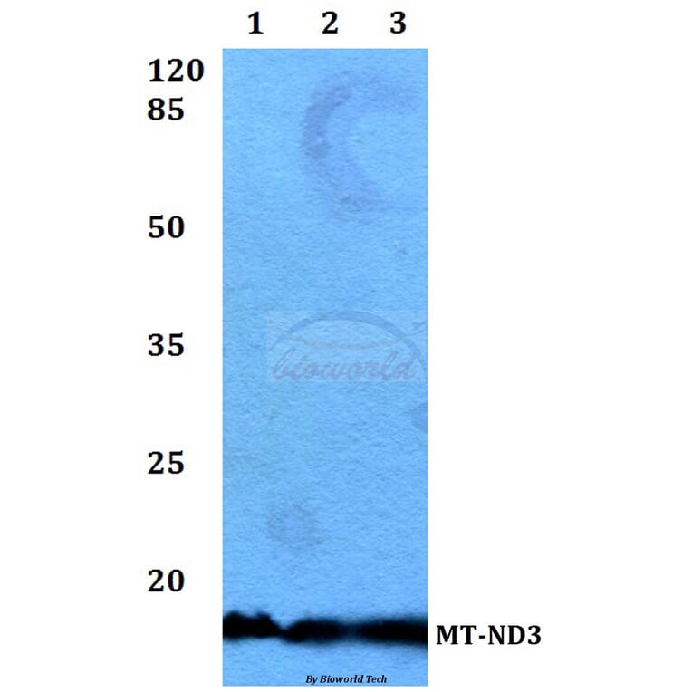 Anti-MT-ND3 Antibody from Bioworld Technology (BS60188) - Antibodies.com