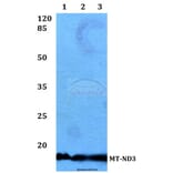 Anti-MT-ND3 Antibody from Bioworld Technology (BS60188) - Antibodies.com