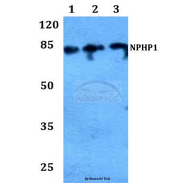 Anti-Nephrocystin-1 Antibody from Bioworld Technology (BS60189) - Antibodies.com