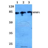 Anti-Nephrocystin-1 Antibody from Bioworld Technology (BS60189) - Antibodies.com