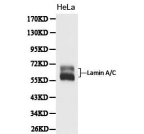 Anti-Lamin A Antibody from Bioworld Technology (BS6019) - Antibodies.com