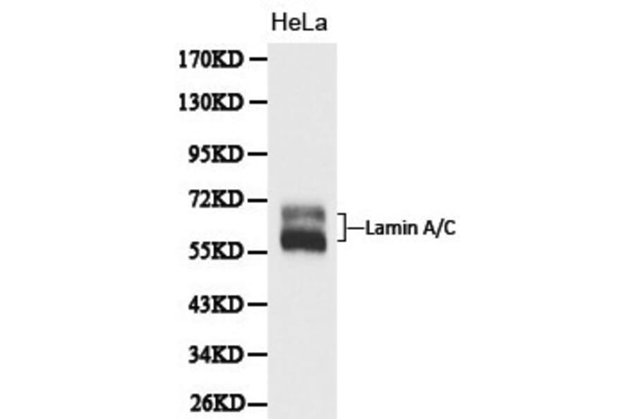 Anti-Lamin A Antibody from Bioworld Technology (BS6019) - Antibodies.com
