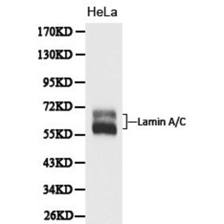 Anti-Lamin A Antibody from Bioworld Technology (BS6019) - Antibodies.com