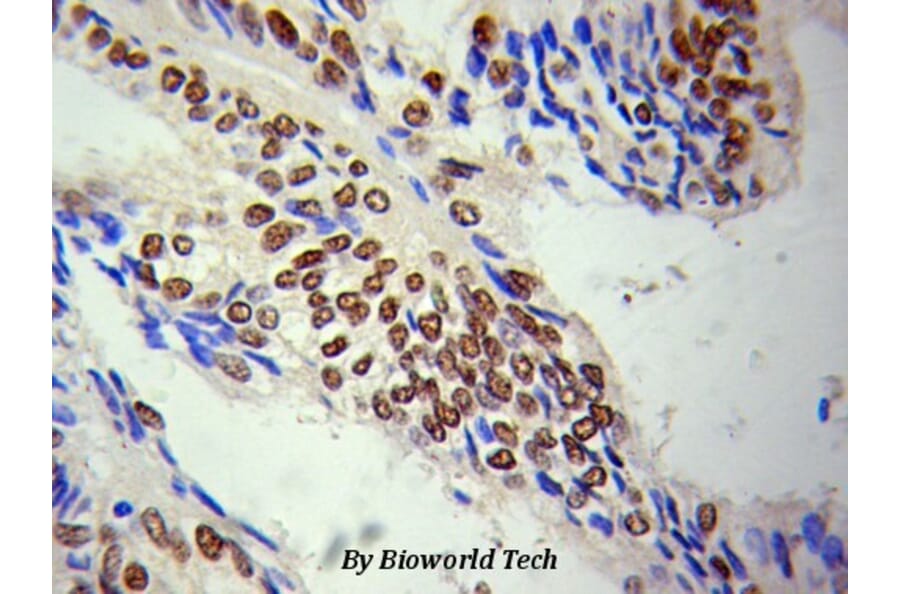 Anti-Lamin A Antibody from Bioworld Technology (BS6019) - Antibodies.com