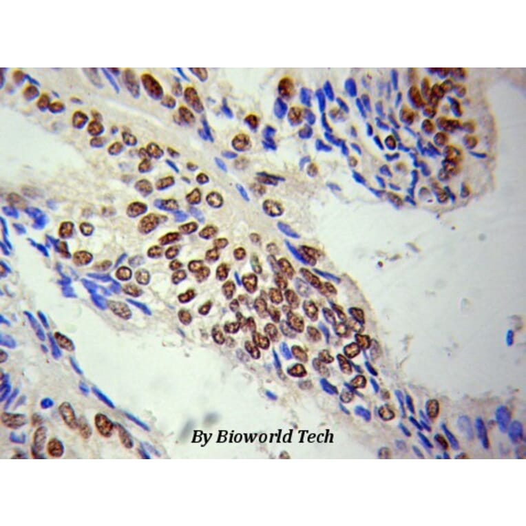 Anti-Lamin A Antibody from Bioworld Technology (BS6019) - Antibodies.com