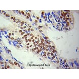 Anti-Lamin A Antibody from Bioworld Technology (BS6019) - Antibodies.com