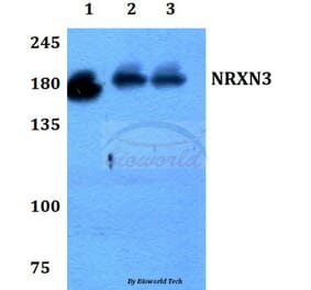 Anti-NRXN3 Antibody from Bioworld Technology (BS60192) - Antibodies.com