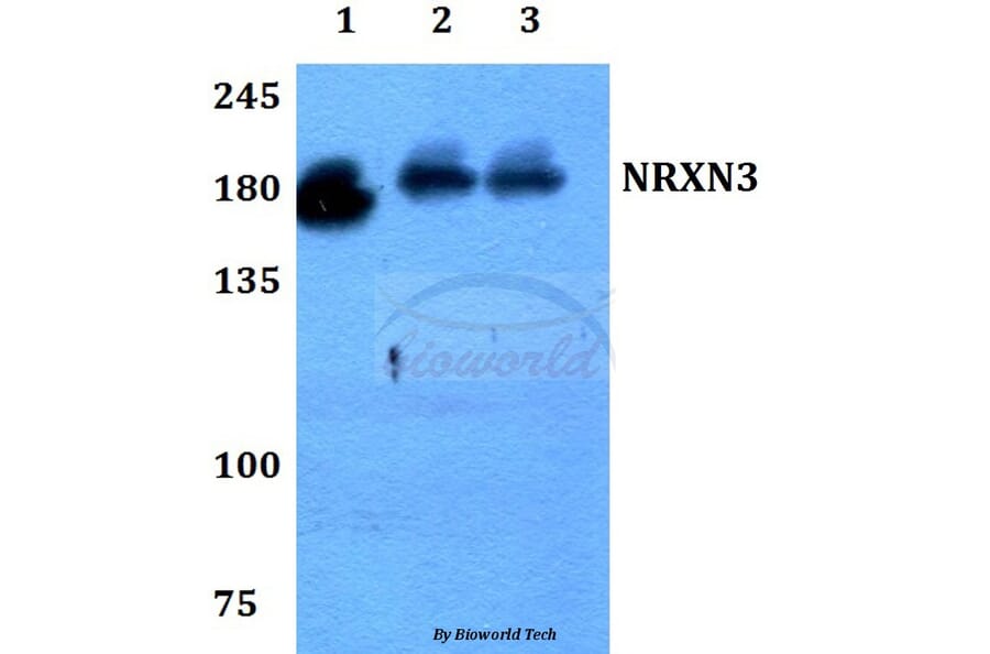 Anti-NRXN3 Antibody from Bioworld Technology (BS60192) - Antibodies.com