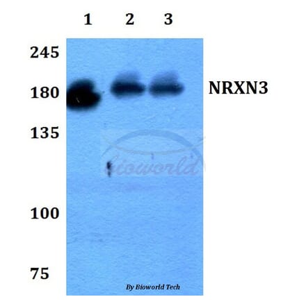 Anti-NRXN3 Antibody from Bioworld Technology (BS60192) - Antibodies.com