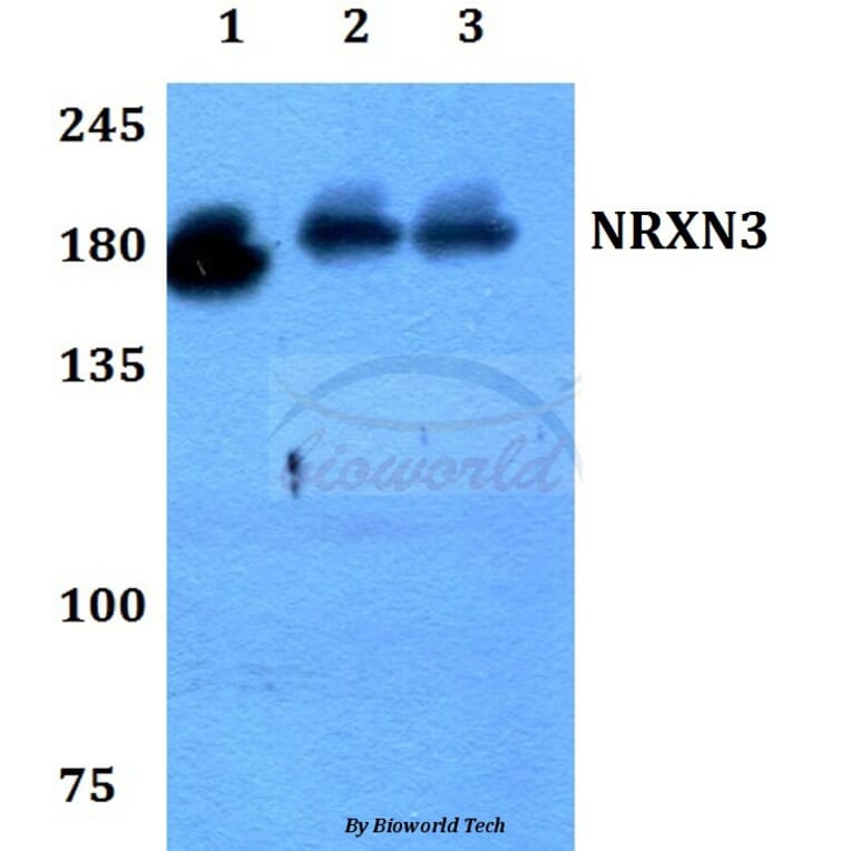 Anti-NRXN3 Antibody from Bioworld Technology (BS60192) - Antibodies.com
