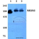 Anti-NRXN3 Antibody from Bioworld Technology (BS60192) - Antibodies.com