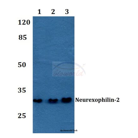 Anti-Neurexophilin-2 Antibody from Bioworld Technology (BS60193) - Antibodies.com