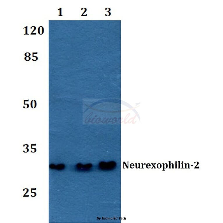 Anti-Neurexophilin-2 Antibody from Bioworld Technology (BS60193) - Antibodies.com