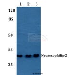 Anti-Neurexophilin-2 Antibody from Bioworld Technology (BS60193) - Antibodies.com