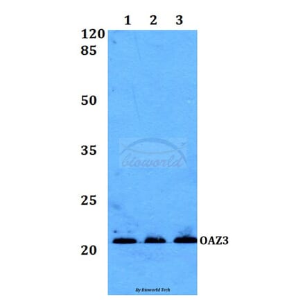 Anti-OAZ3 Antibody from Bioworld Technology (BS60197) - Antibodies.com
