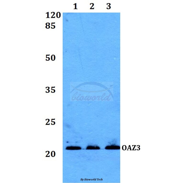 Anti-OAZ3 Antibody from Bioworld Technology (BS60197) - Antibodies.com