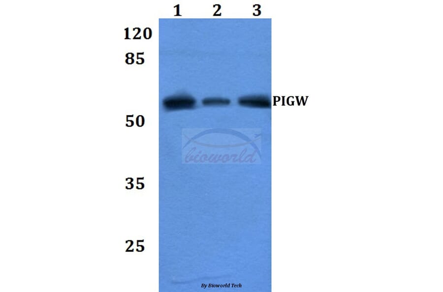 Anti-PIGW Antibody from Bioworld Technology (BS60200) - Antibodies.com