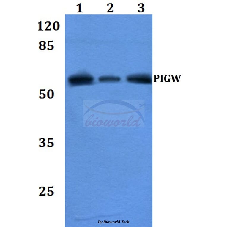 Anti-PIGW Antibody from Bioworld Technology (BS60200) - Antibodies.com