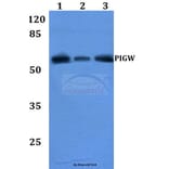 Anti-PIGW Antibody from Bioworld Technology (BS60200) - Antibodies.com