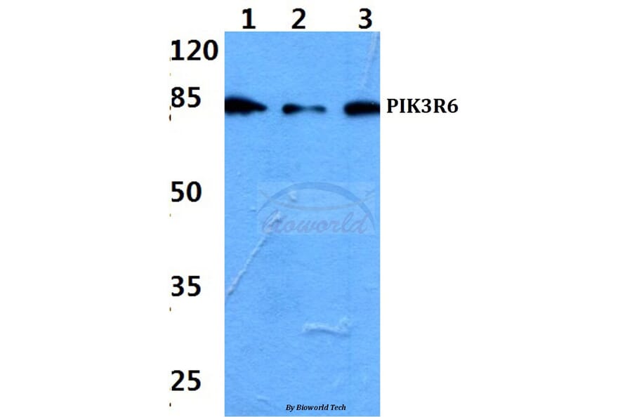 Anti-PIK3R6 Antibody from Bioworld Technology (BS60202) - Antibodies.com