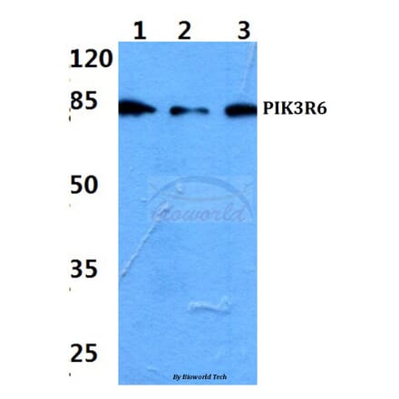 Anti-PIK3R6 Antibody from Bioworld Technology (BS60202) - Antibodies.com