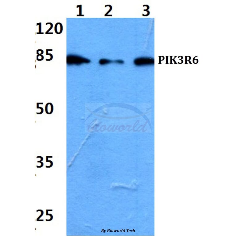 Anti-PIK3R6 Antibody from Bioworld Technology (BS60202) - Antibodies.com