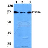 Anti-PIK3R6 Antibody from Bioworld Technology (BS60202) - Antibodies.com