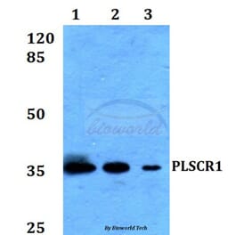 Anti-PLSCR1 Antibody from Bioworld Technology (BS60203) - Antibodies.com