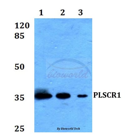 Anti-PLSCR1 Antibody from Bioworld Technology (BS60203) - Antibodies.com